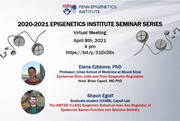 Elena Ezhkova, Ph.D. & Shaun Golf (Capell Lab) – Virtual Epigenetics Monthly Seminar Series
