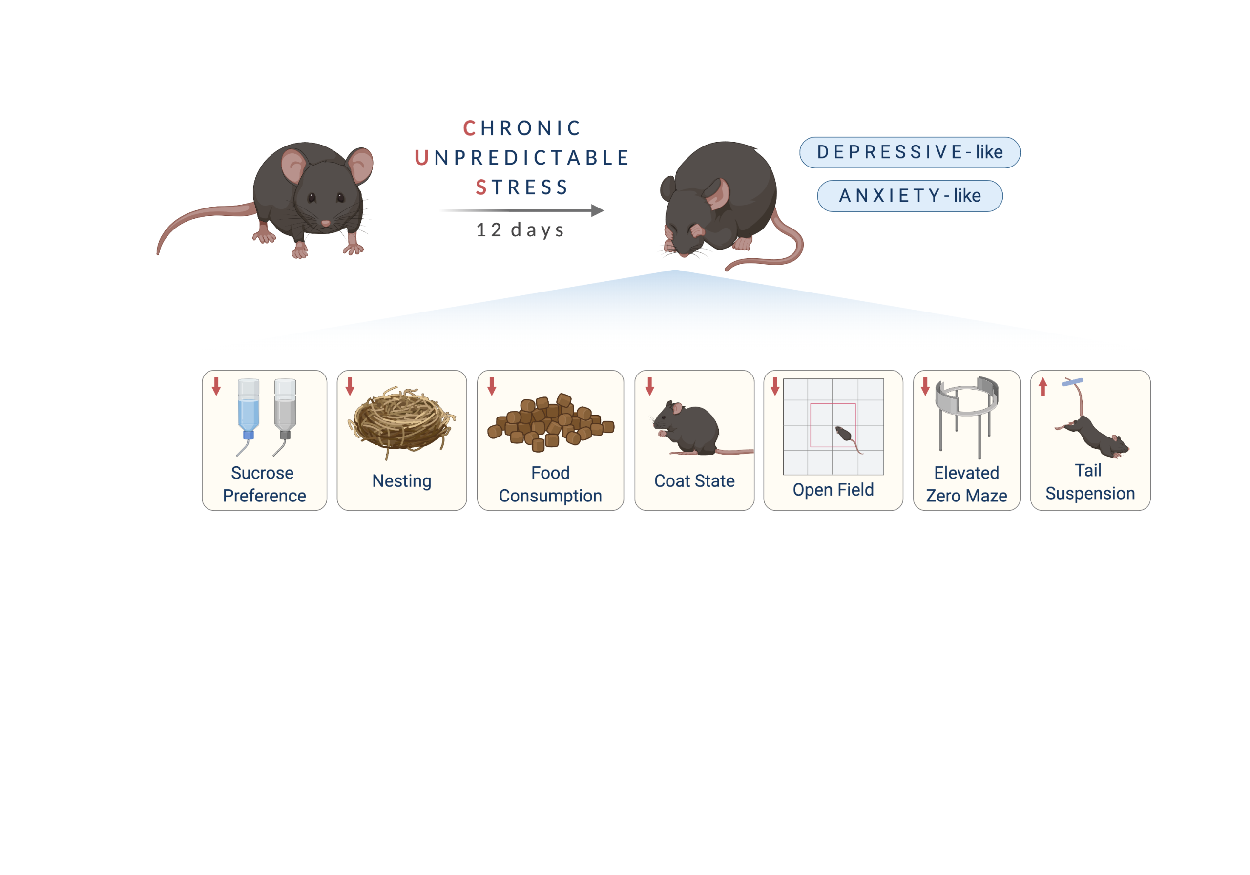 Penn Study Suggests Genetic Disease CDKL5 Deficiency Disorder Could Be Treatable after Childhood