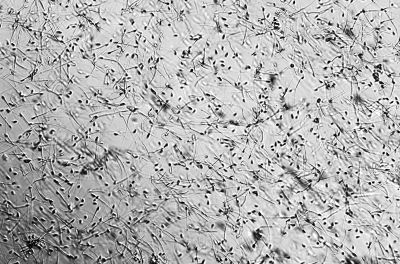 Conine Lab Highlighted in Science!